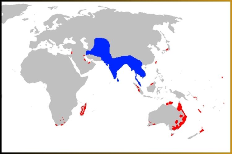 Myna Bird destinaiton map