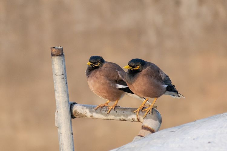 Myna Bird