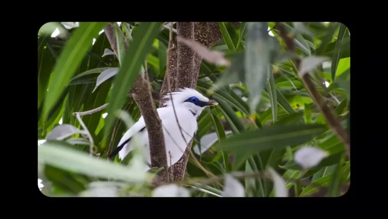 10 interesting facts about Myna Bird | Myna name, food, nest