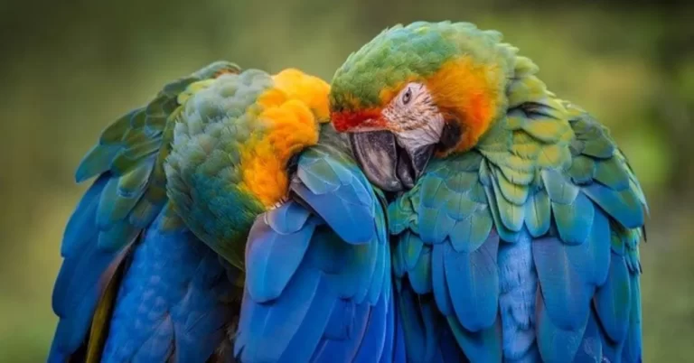 Top 10 Interesting facts about Parrot birds