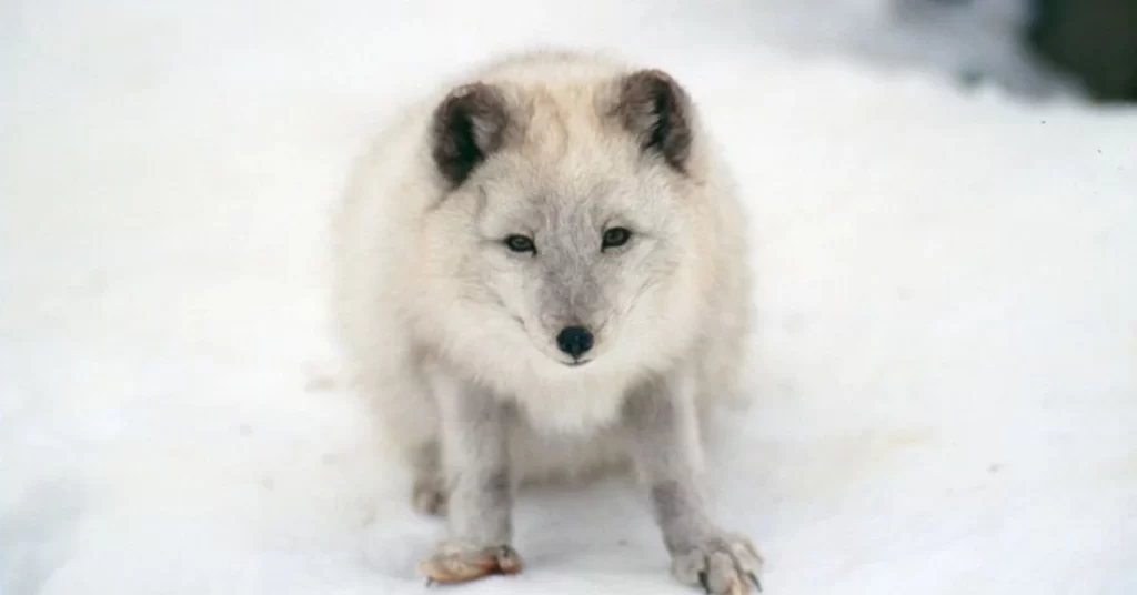 Interesting facts about artic fox