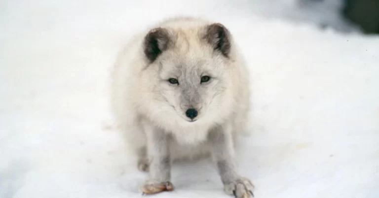 Interesting facts about white fox