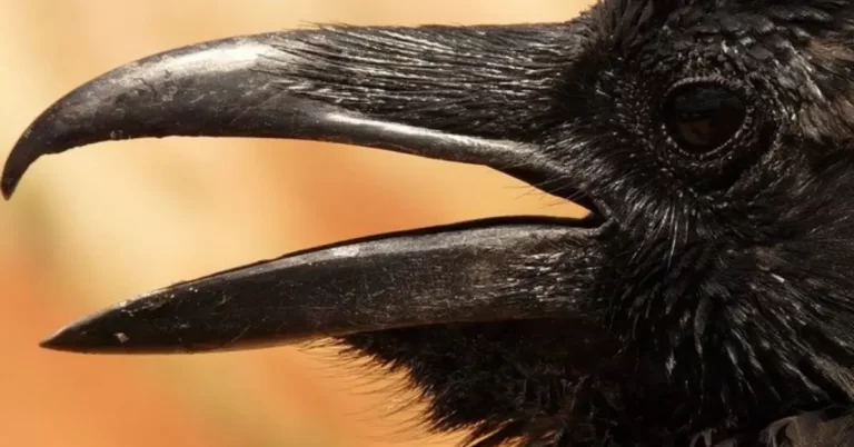 Why Do Crows Attack Other Crows?