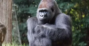 Why Do Male Gorillas Beat Their Chests?