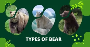 Types of Bear | Interesting Facts About Bear