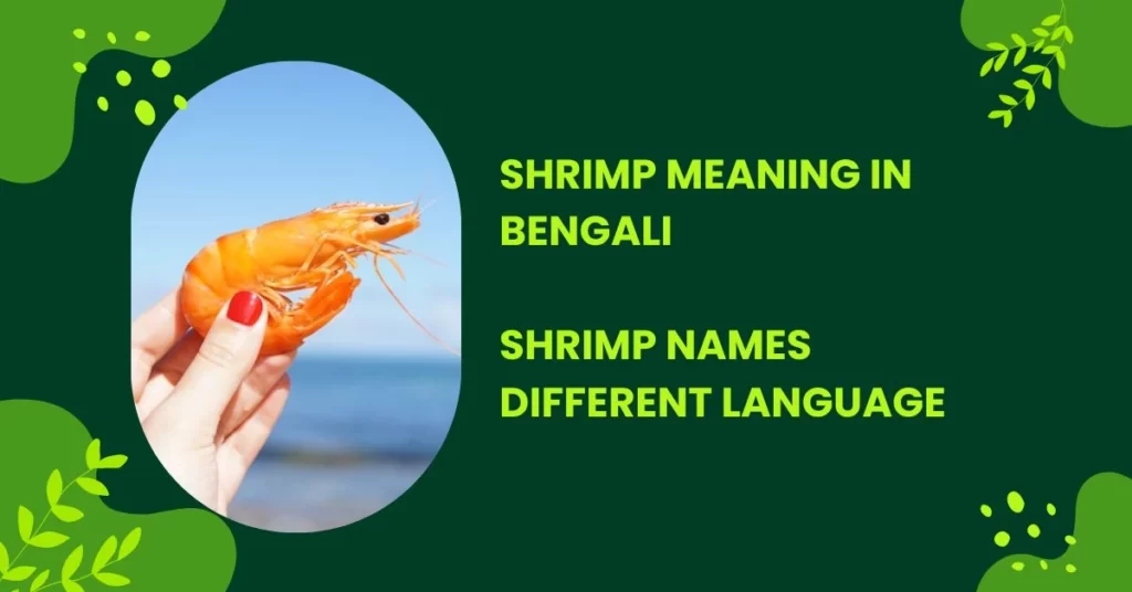 shrimp meaning in bengali