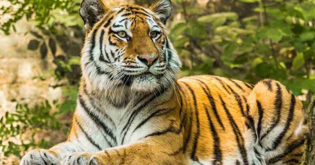 Why tigers don't live in AFRICA?