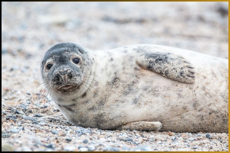 ELEPHANT SEALS