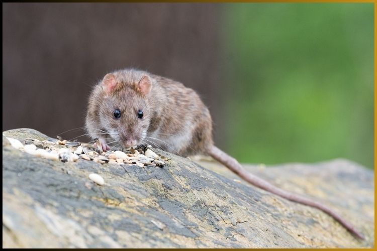 GAMBIAN POUCHED RAT