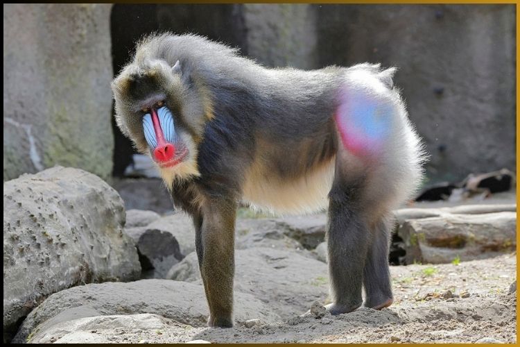 MANDRILL