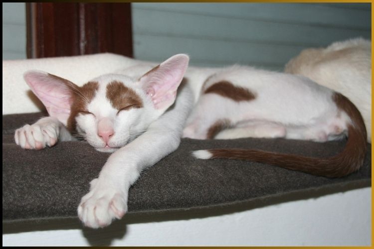 ORIENTAL SHORTHAIR