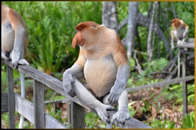 Proboscis Monkey