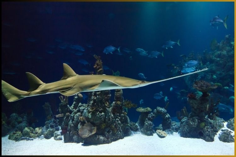 SAWFISH