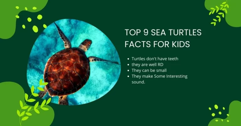 Top 9 Sea Turtles Facts for Kids