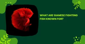 What are Siamese fighting fish known for?