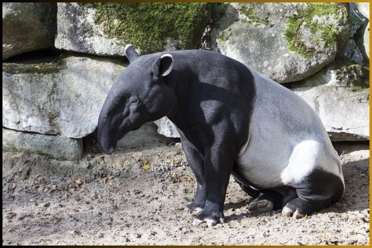 Tapir