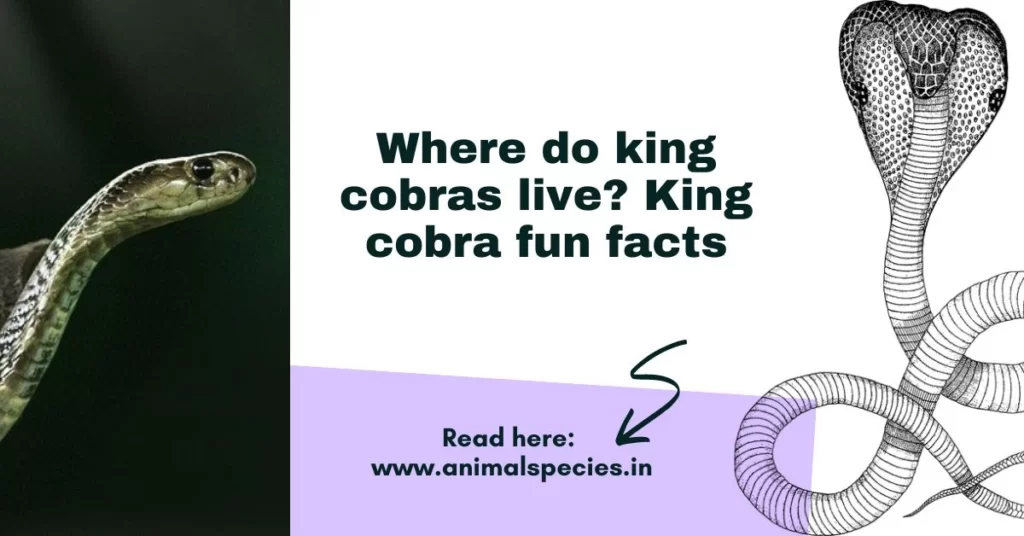 Where do king cobras live