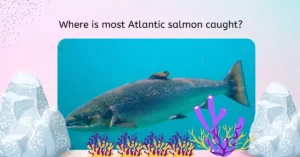 Where is most Atlantic salmon caught?