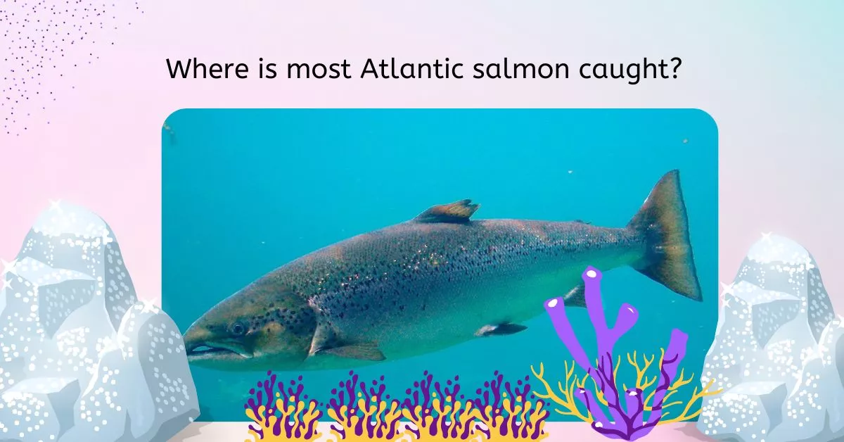 Where is most Atlantic salmon caught?