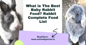 What is The Best Baby Rabbit Food? Rabbit Complete Food List