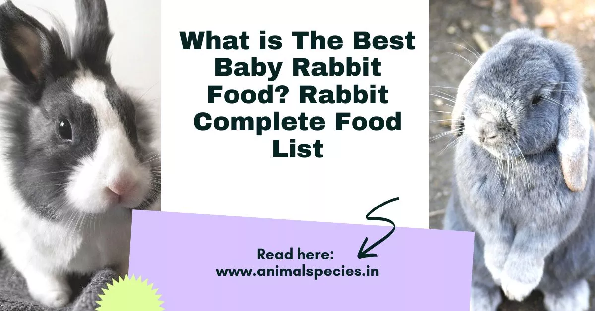 baby rabbit food