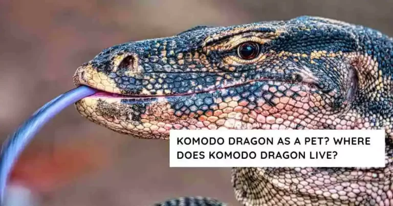 Komodo Dragon as a Pet? | Where does komodo dragon live?