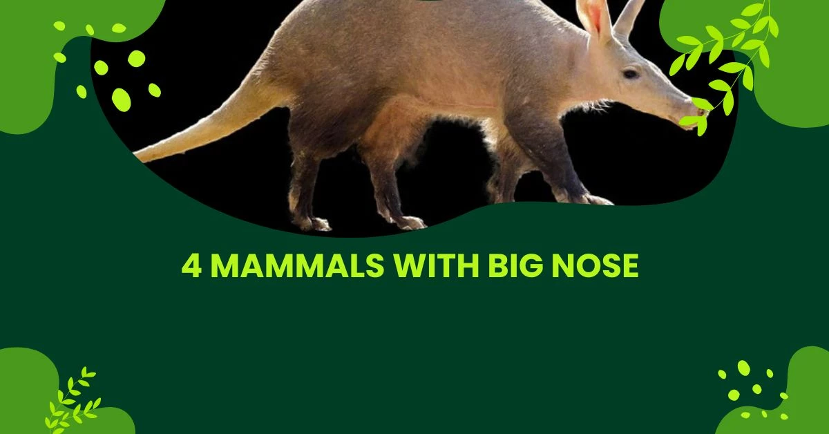 Which animal has the largest nose? | 4 mammals with Big Nose