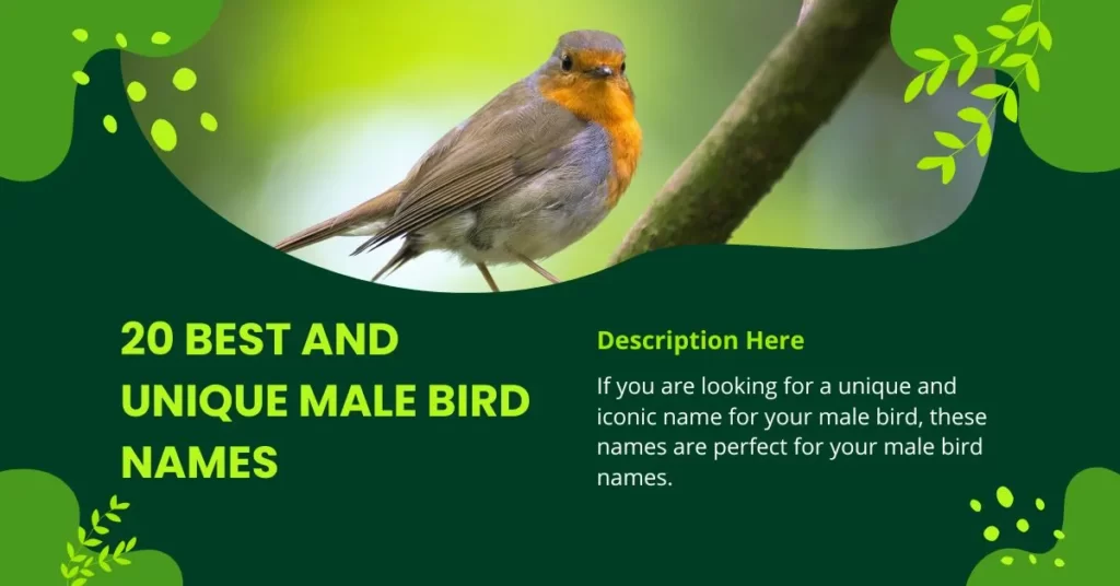 Male bird names