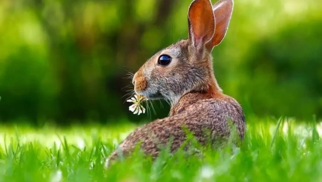 Types of rabbit breed