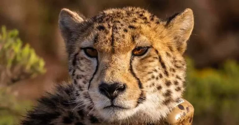 12 fun facts about Cheetah