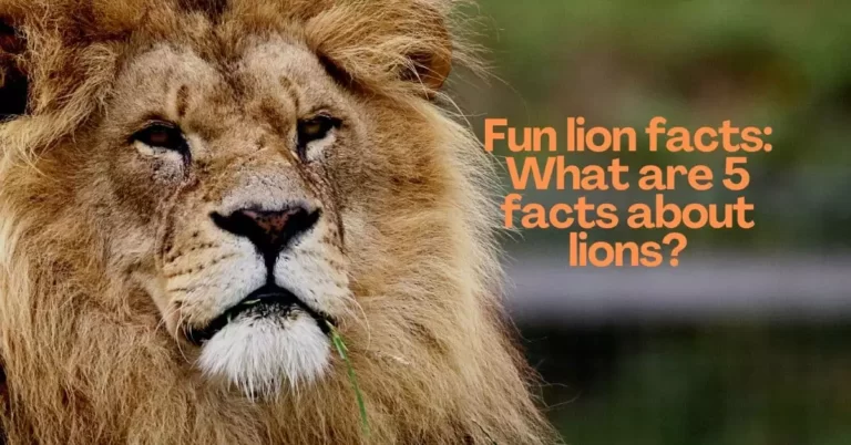 What are 5 facts about lions? | Fun Lion Facts