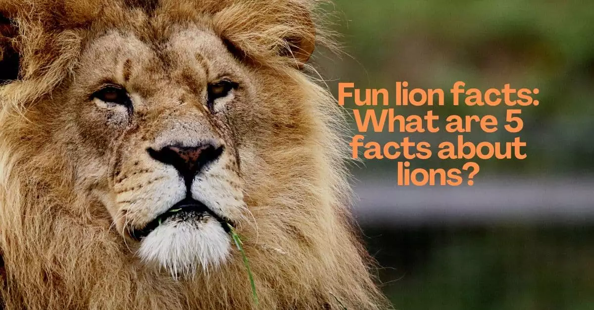 fun lion facts