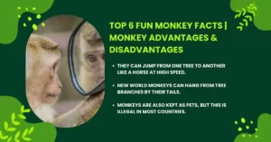 Top 6 Fun Monkey Facts | Monkey Advantages & Disadvantages