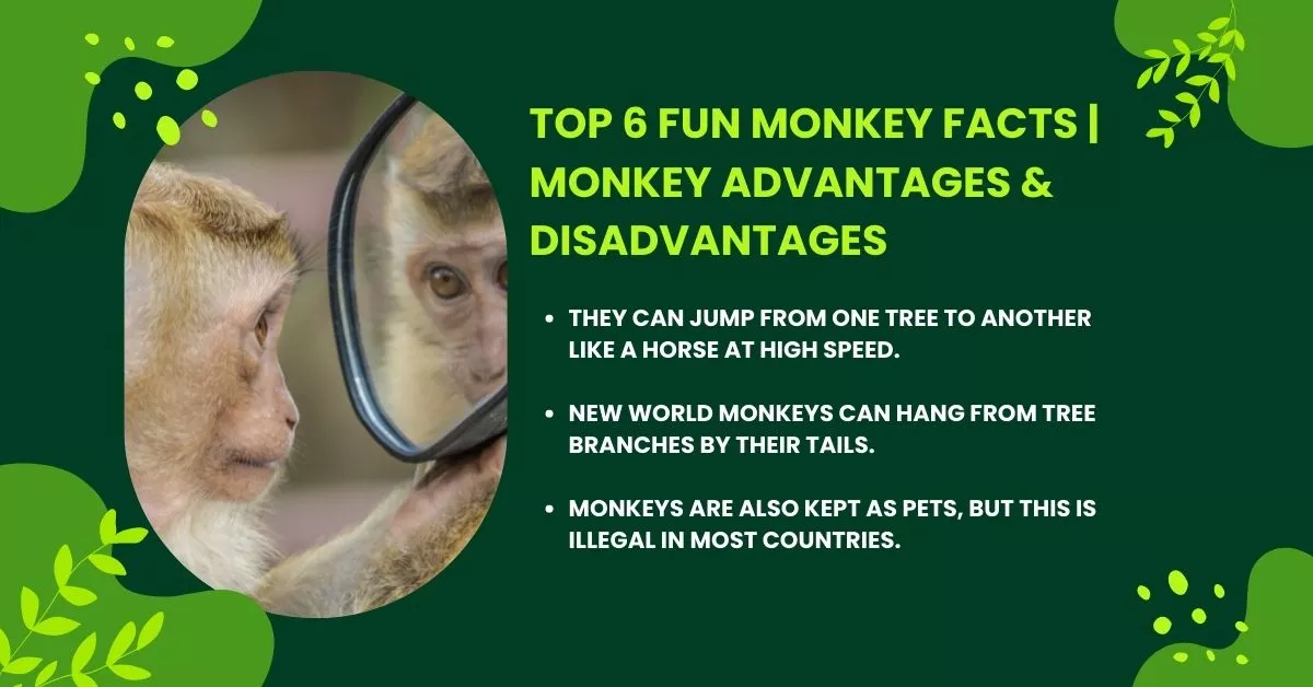 fun monkey facts
