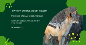 How many jackals are left in India?