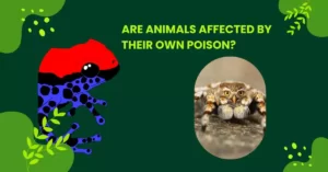 Are animals affected by their own poison? 