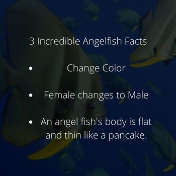 3 Angelfish Facts