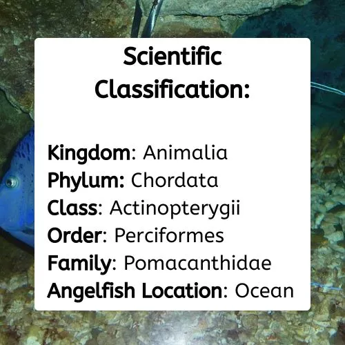 Angelfish Scientific Classification