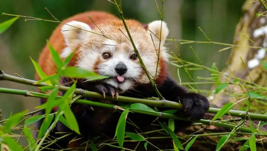 Facts about Red Pandas