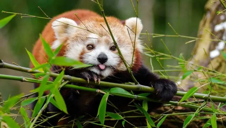 10 Interesting Facts About Red Pandas in 2024