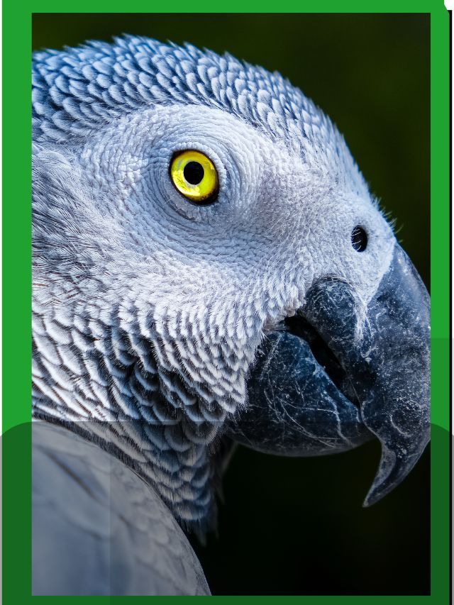 Parrot facts