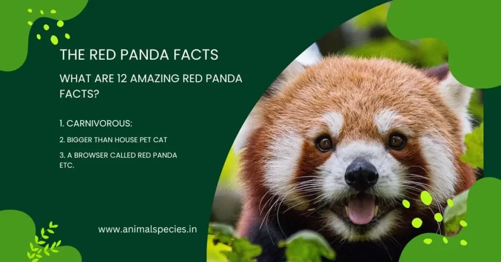 The Red Panda Facts