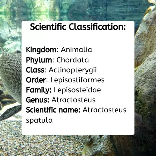 alligator gar scientific classification