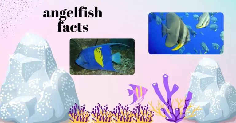 3 Incredible Angelfish Facts | Angel Fish Lifespan, Habitat