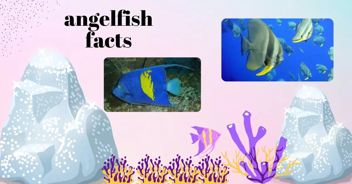 angelfish facts