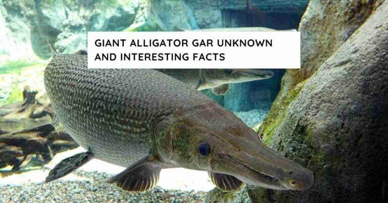 The Giant Alligator Gar Incredible Facts