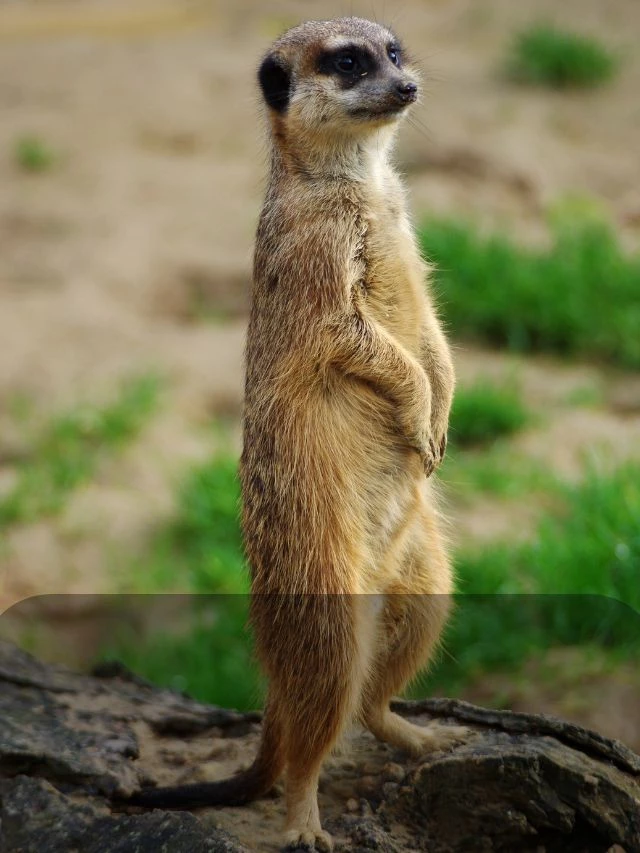 6 Unknown Facts about Meerkat