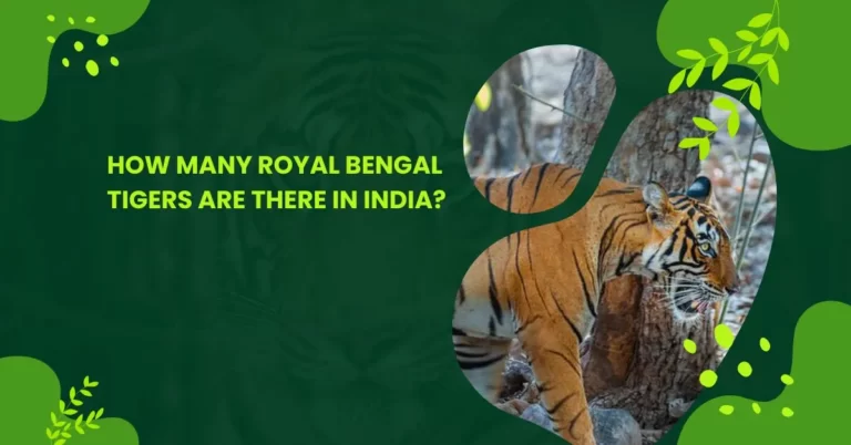 How many Royal Bengal tigers are there in India?