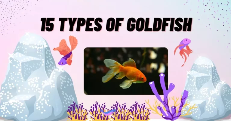 15 Most Popular Types of Goldfish | 15 types of goldfish