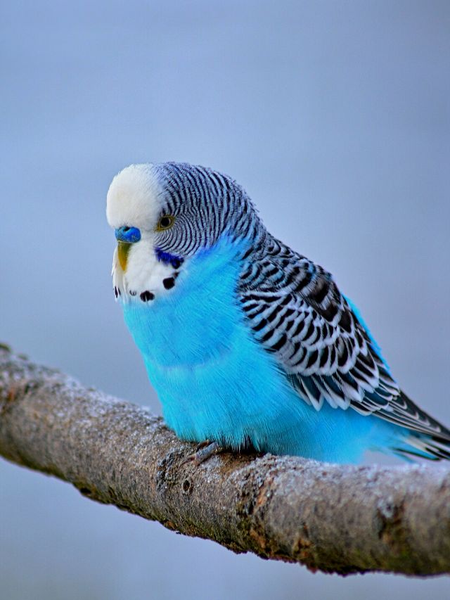 10 Unique Male Bird Names